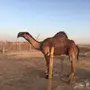 القصيم - انسيم سومات واجد