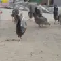 دجاج وديوك شبه فيومي 