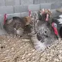 ديك رومي 