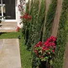السرو الايطالي مشتل نور
