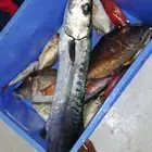 رحلات صيد وبياضة كاستنج شباب وعوائل باي وقت