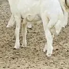 مشروع فحل حري