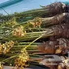 نخيل باجميع أنواعه ومقاساته جده مكه الطايف يشمل التوصيل