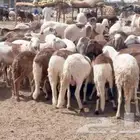 راعي غنم وراعي ابل من السودان