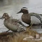 بط صيفي