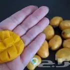 منجا فص مصرية