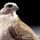 مطلوب طير صقر