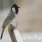 بلابل للبيع بلحبه 100