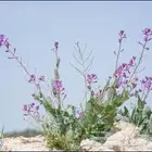 بذور اذن الحمار جديد