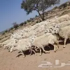 غنم طيبه مراح واحد حرش العدد 90 معها 2فحول طيبه دفيع ومضاري