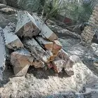 للبيع جذوع نخيل