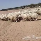 غنم حريه حرش طيبه