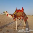 اجار خيول وجمال