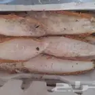 اكل طيور علف طيور مستلزمات طيور بادجي كروان كاسكو مكاو دره