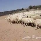 غنم طيبه لتفوت القناي دفيع كلها العدد 90 بفحولها 2