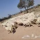 غنم طيبه العدد 92 دفيع منوة القاني ديوس سليمه وصحه سليمه