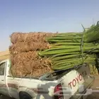 نخل وشنطن زينه للبيع