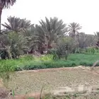 حشف وتمر اقل من الجيد للبيع