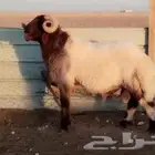 للبيع فحل نعيم خصم