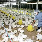 مطلوب مزرعة دواجن