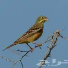 برابيز للبيع