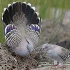 للبيع اجواز خلخليت