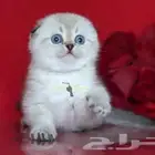 سكوتش فولد للتبني