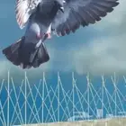 شركة تركيب طارد اشواك الحمام بمكة شركة مكافحة حشرات بمكة