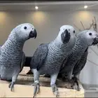 ابحث عن فرخ كاسكو ب2000 فقط