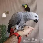 فرخ ببغاء كاسكو اليف