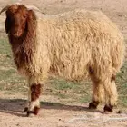 ذبائح