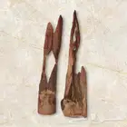 عود سومطري درجة اولى كبير