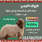 خرفان نعيمي كاش واقساط تابي
