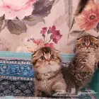 كتن سكوتش تربل فولد ( تم البيع )