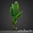 شجره موز صناعي مع مركن