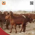 خروف سواكني حمري جده
