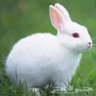 ارنب للبيع