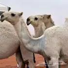 حلاقة وغسيل ابل