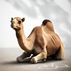 قعود جمال جملة فل شحم