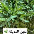 نعناع المدينة