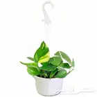 يوجد جميع الشتلات خارجي وداخلي يوجد تيل طبيعي