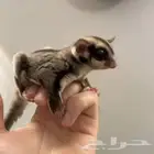 جوز شوقر قلايدر السنجاب الطائر