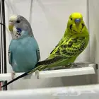 زوج طيور حب بادجي بصحة ممتازه مع قفص و بيت خشبي و أكل