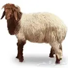 ذبائح نعيم
