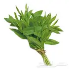 نعناع المدينة