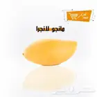 أجود أنواع المانجو من مزارع جازان