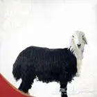 أغنام الخير