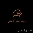 اسطبل وايواء خيل