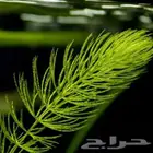 فوكس تيل نبات مائي