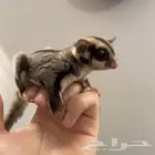 شوقر قلتيدر